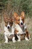 CORGI CARDIGAN 049